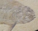Phareodus & Knightia Fossil Fish - Wyoming #44543-1